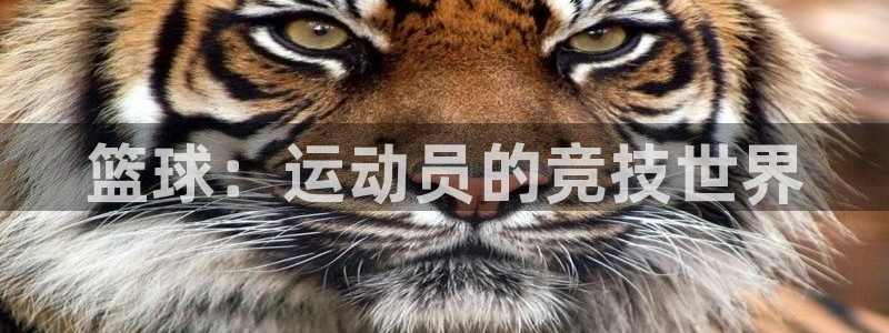 篮球：运动员的竞技世界