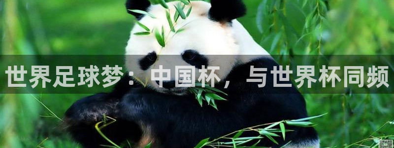 世界足球梦：中国杯，与世界杯同频