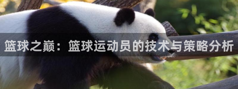篮球之巅：篮球运动员的技术与策略分析